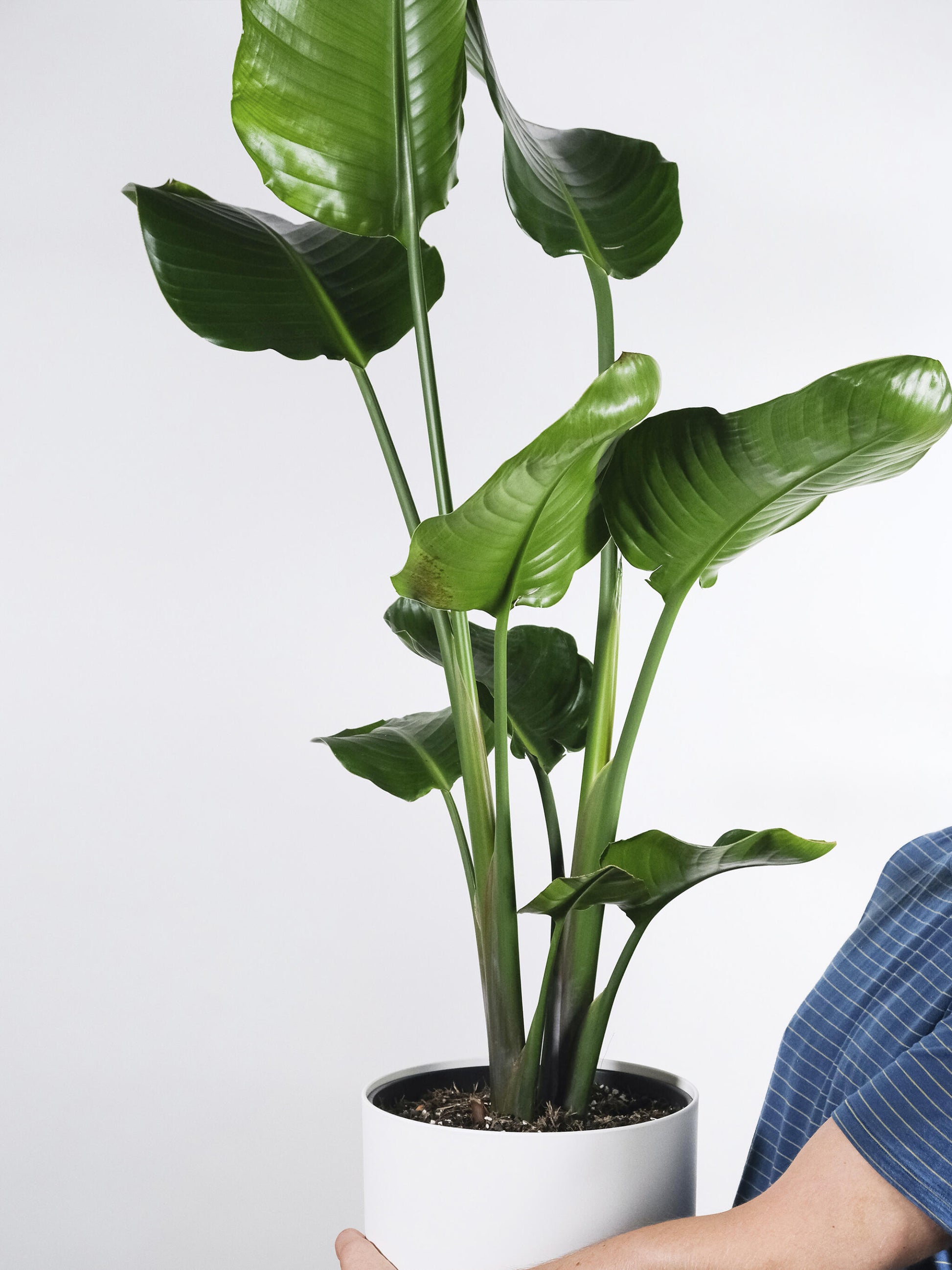 Strelitzia O Ave Del Paraíso | Altura 120cm - Maceta 20cm_5