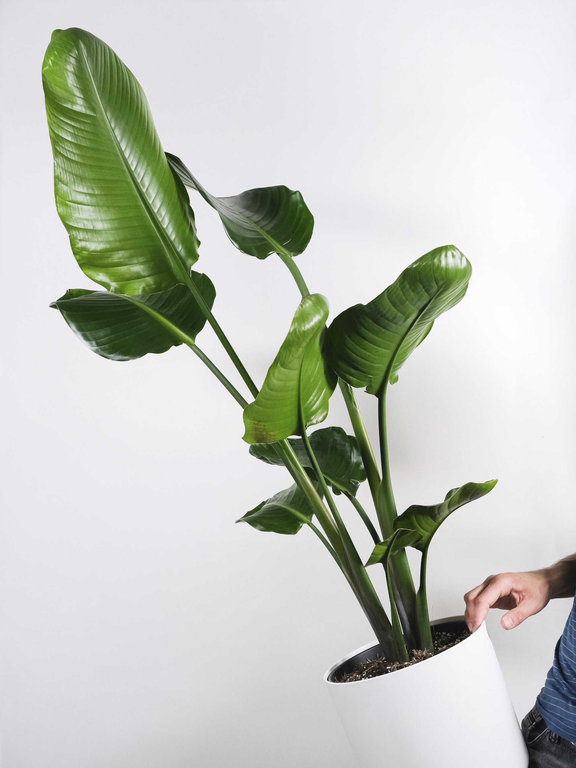 Strelitzia O Ave Del Paraíso | Altura 80cm - Maceta 17cm_4