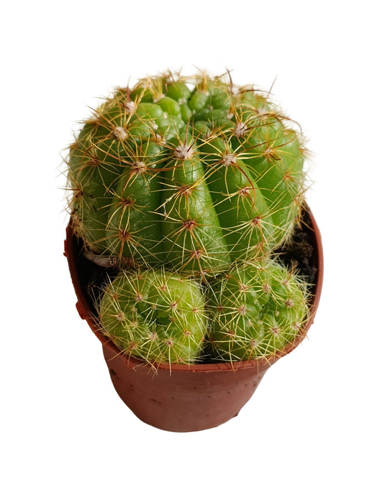 Sulcorebutia Menesesii V Kamiensis Planta Suculenta Natural Ø5_0