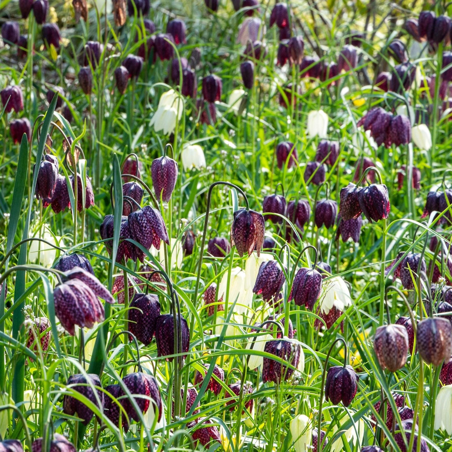 Tablero De Damas - 30 Pzs - Fritillaria 'meleagris' - Bulbos De Flores_1