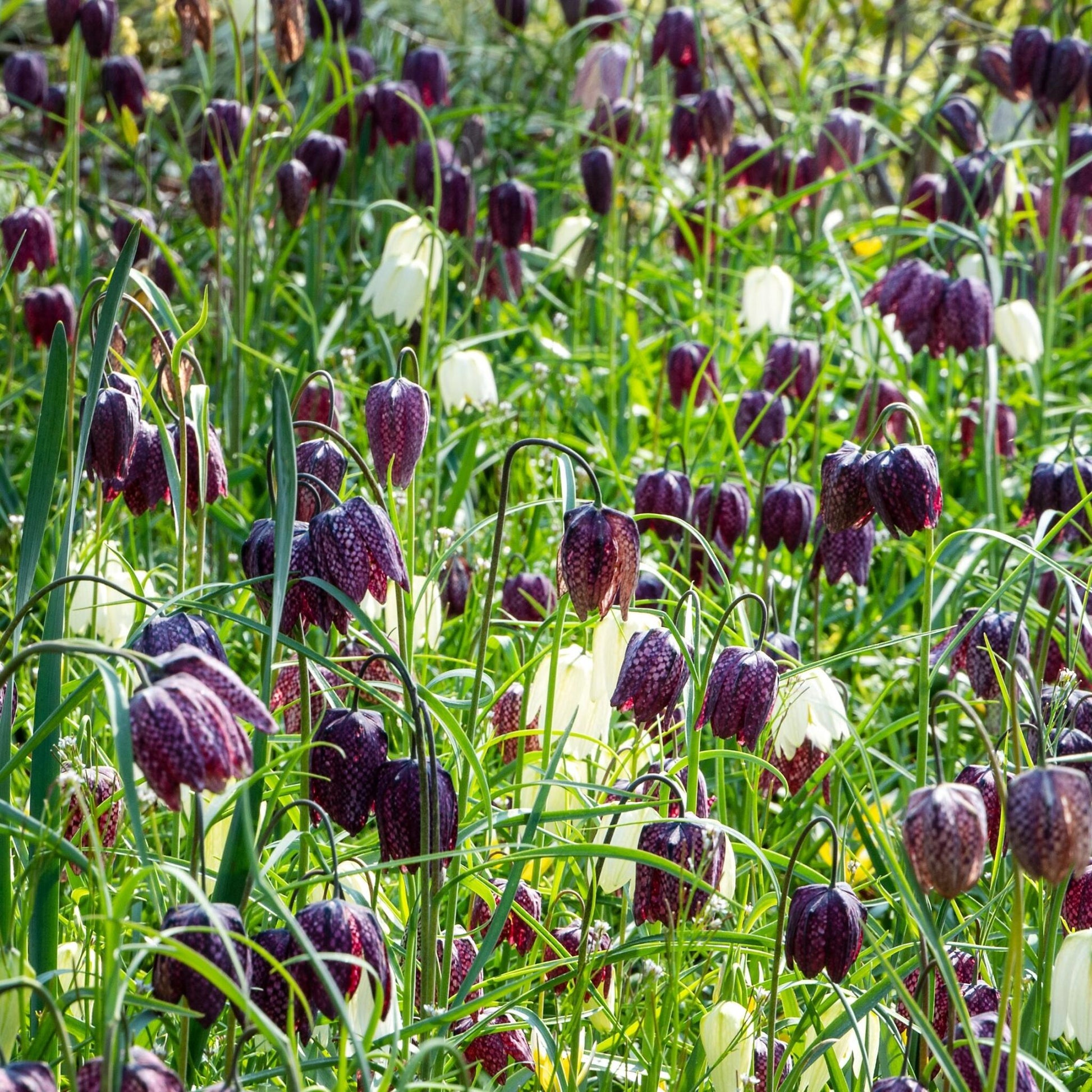 Tablero De Damas - 30 Pzs - Fritillaria 'meleagris' - Bulbos De Flores_1