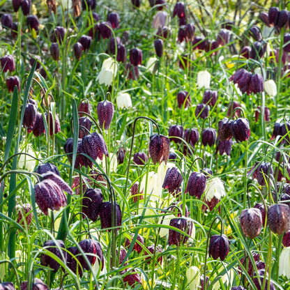 Tablero De Damas - 30 Pzs - Fritillaria 'meleagris' - Bulbos De Flores_1