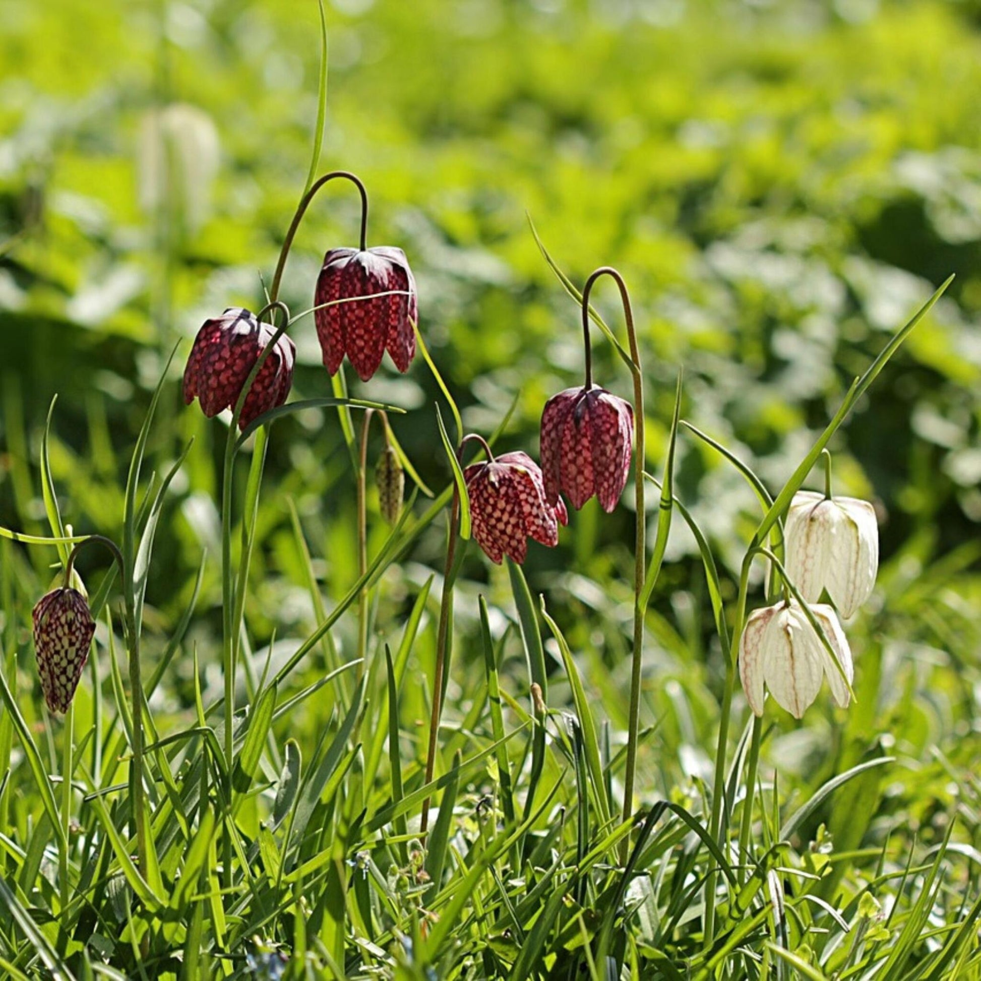 Tablero De Damas - 30 Pzs - Fritillaria 'meleagris' - Bulbos De Flores_4