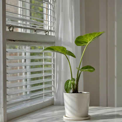 Taro Gigante - 2 Pzs - Alocasia 'macrorrhizos' - Altura 60-70cm - ⌀17cm_1