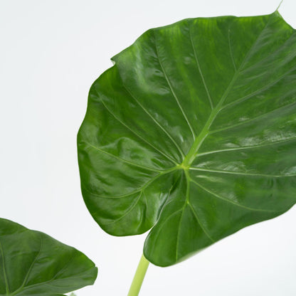 Taro Gigante - 4 Pzs - Alocasia 'macrorrhizos' - Altura 60-70cm - ⌀17cm_3