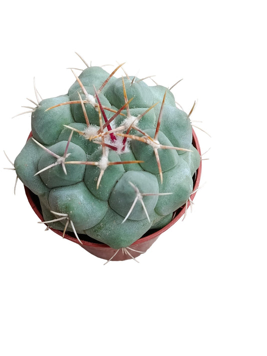 Thelocactus Hexaedrophorus Planta Suculenta Natural Ø5_0