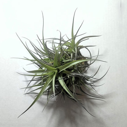 Tillandsia Aeranthos 'mini' clump (mata); Mata De Plantas Del Aire; Curiosarium; Altura 12 Cm, Diámetro 13 Cm_3