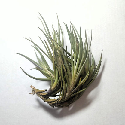 Tillandsia Albertiana; Planta Del Aire De Floración Espectacular; Curiosarium; Altura 12-15 Cm, Diámetro 12 Cm_1