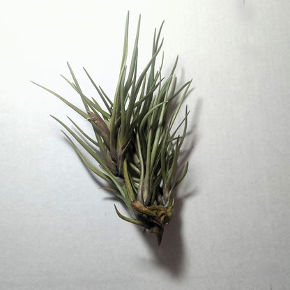 Tillandsia Albertiana; Planta Del Aire De Floración Espectacular; Curiosarium; Altura 12-15 Cm, Diámetro 12 Cm_1