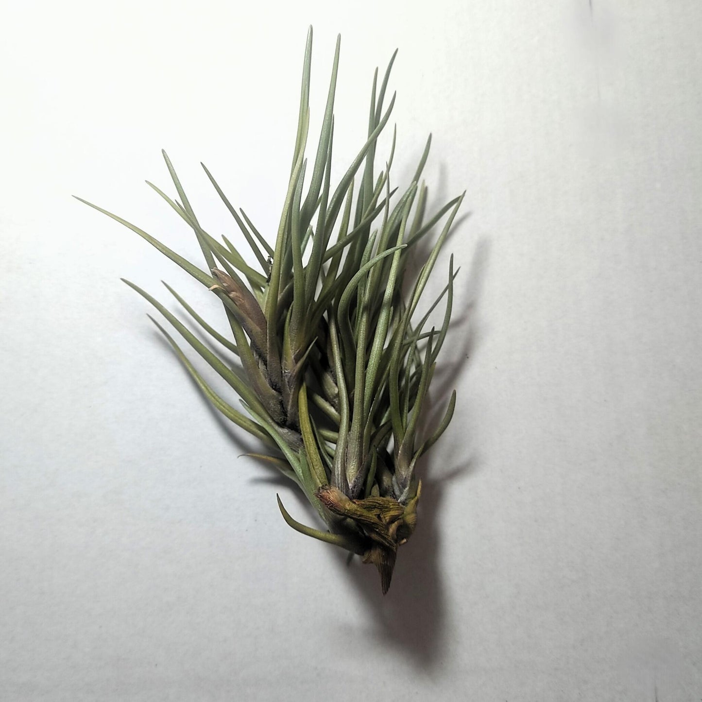Tillandsia Albertiana; Planta Del Aire De Floración Espectacular; Curiosarium; Altura 12-15 Cm, Diámetro 12 Cm_2