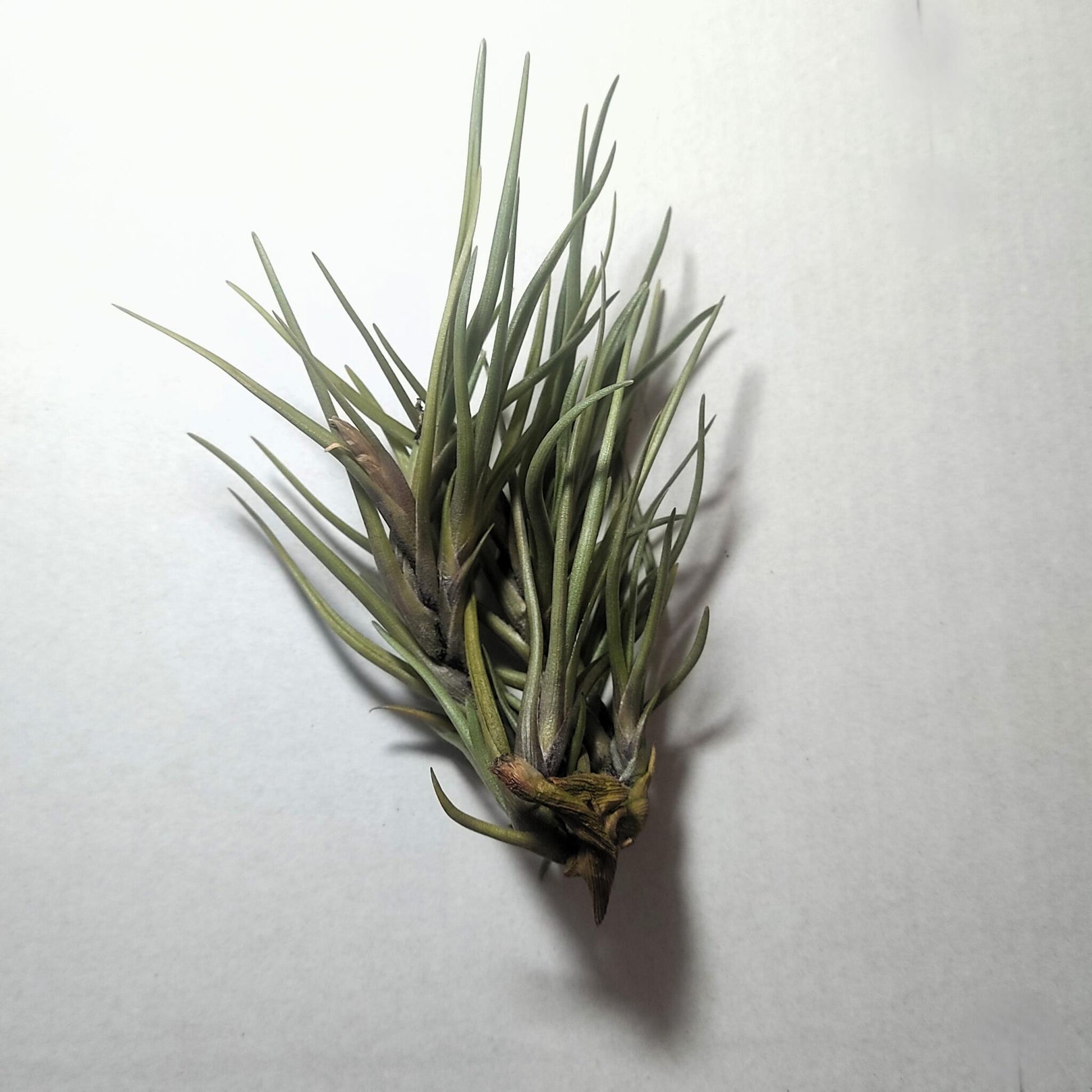Tillandsia Albertiana; Planta Del Aire De Floración Espectacular; Curiosarium; Altura 12-15 Cm, Diámetro 12 Cm_2