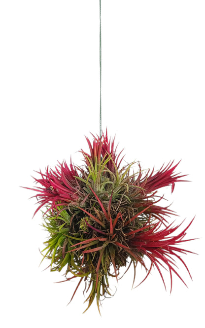 Tillandsia Ion Fuego Bola_1