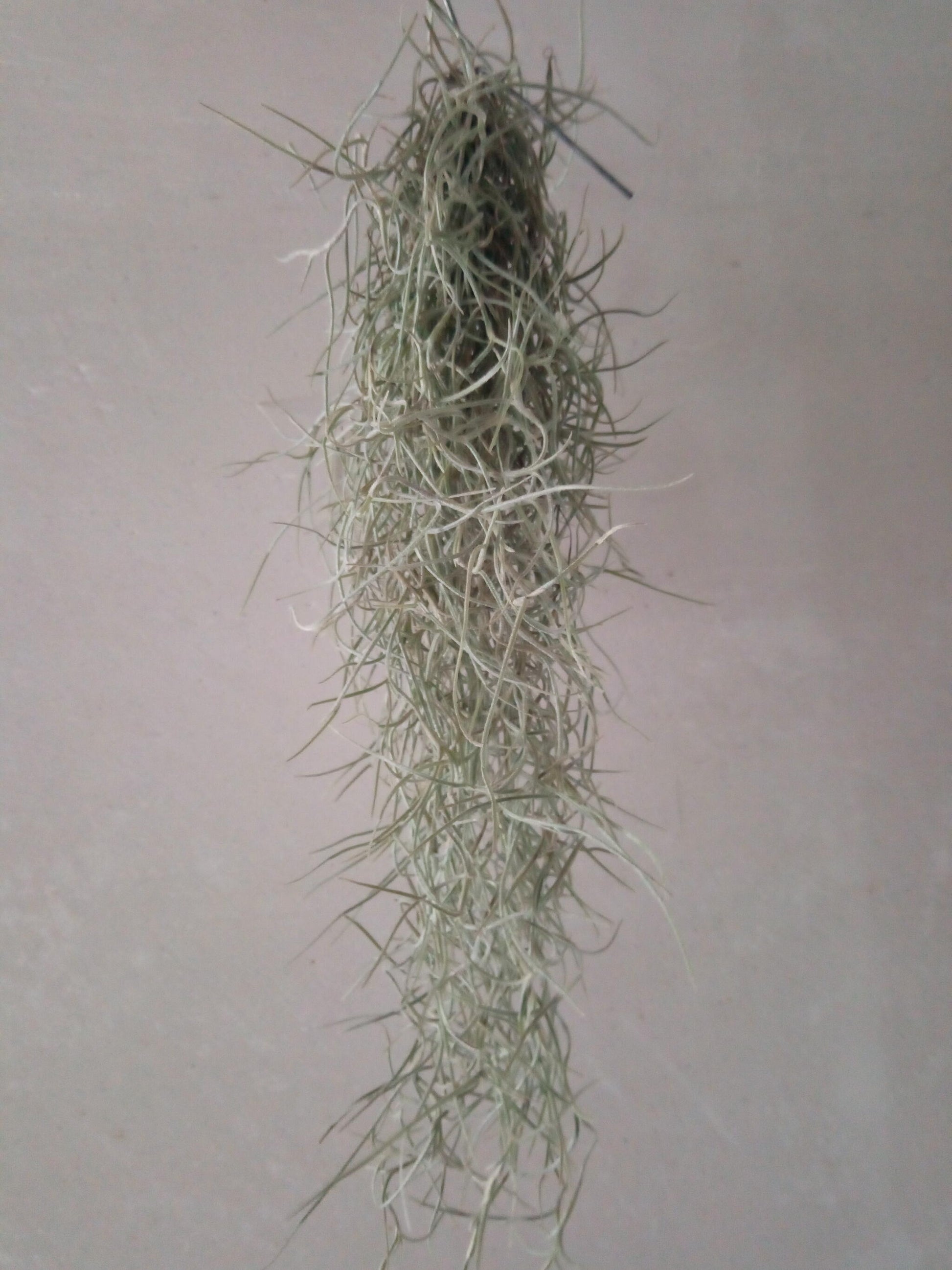 Tillandsia Usneoides 50 Cm Clavel Aire Barba Viejo_0