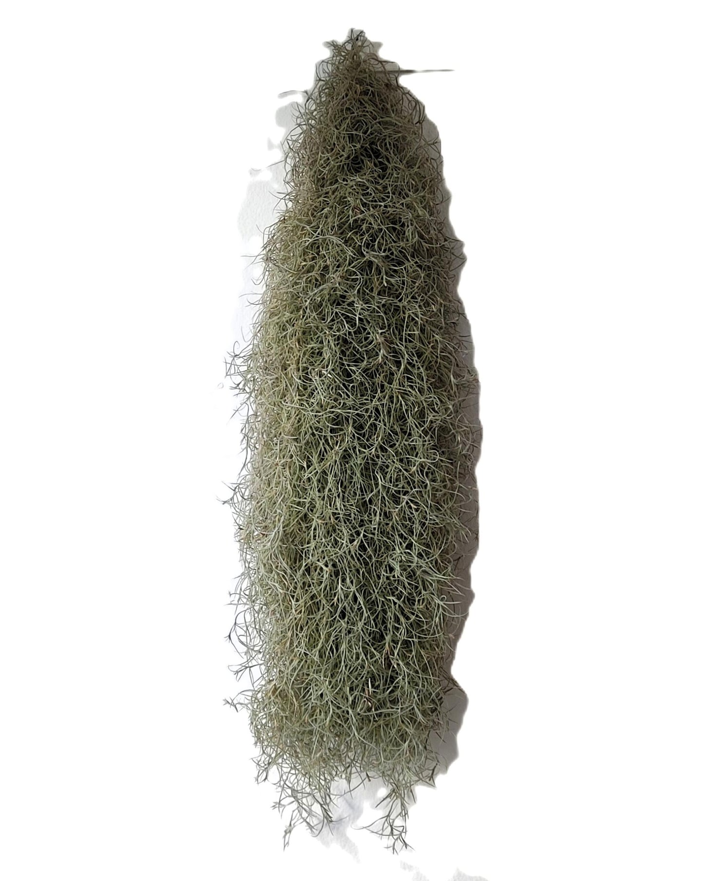 Tillandsia Usneoides Standard L (barba De Viejo [larga Y Ancha]); Pl. Aérea; Curiosarium; Largo 60-70 Cm; Diám. 15-20 Cm_1