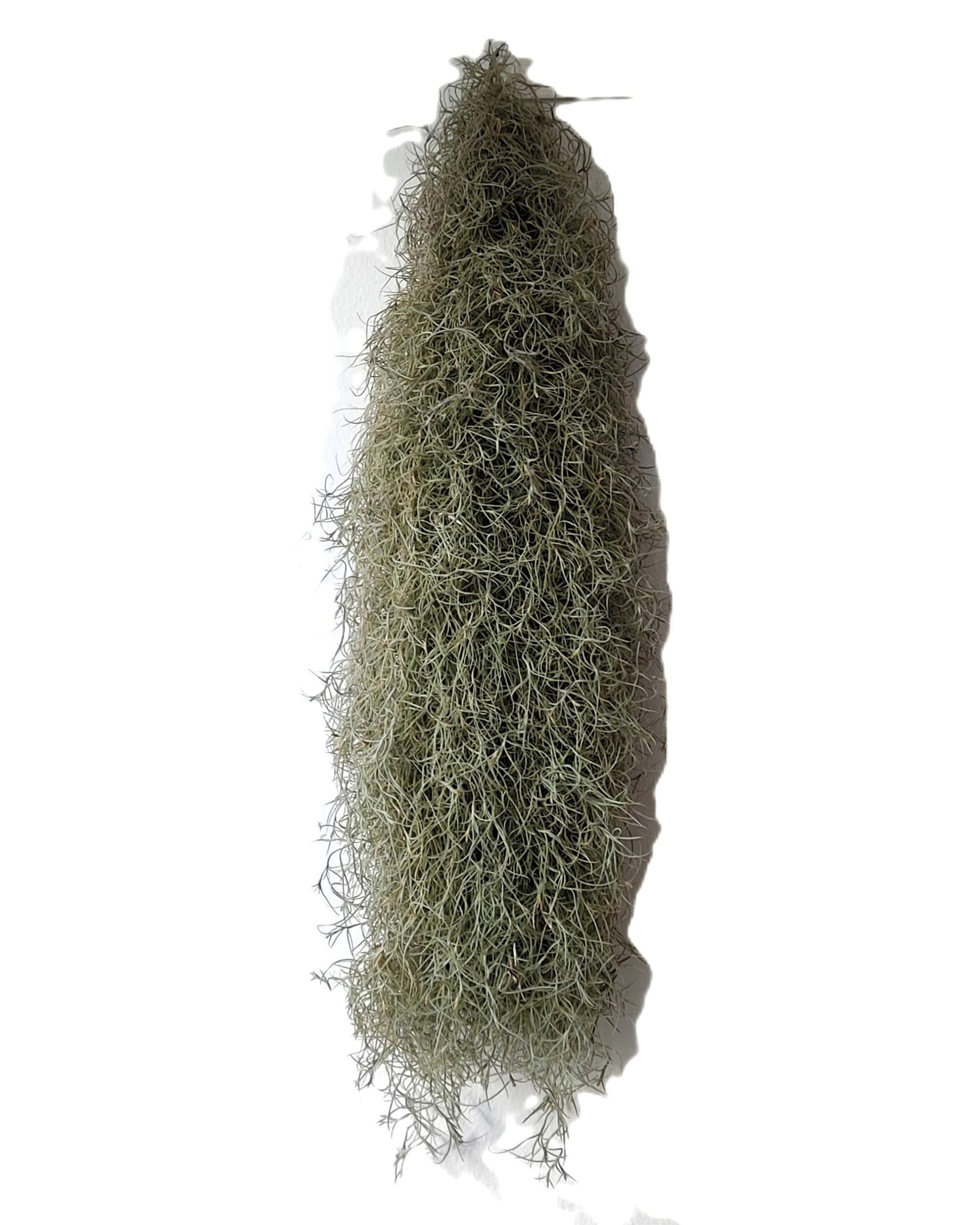 Tillandsia Usneoides Standard L (barba De Viejo [larga Y Ancha]); Pl. Aérea; Curiosarium; Largo 60-70 Cm; Diám. 15-20 Cm_1