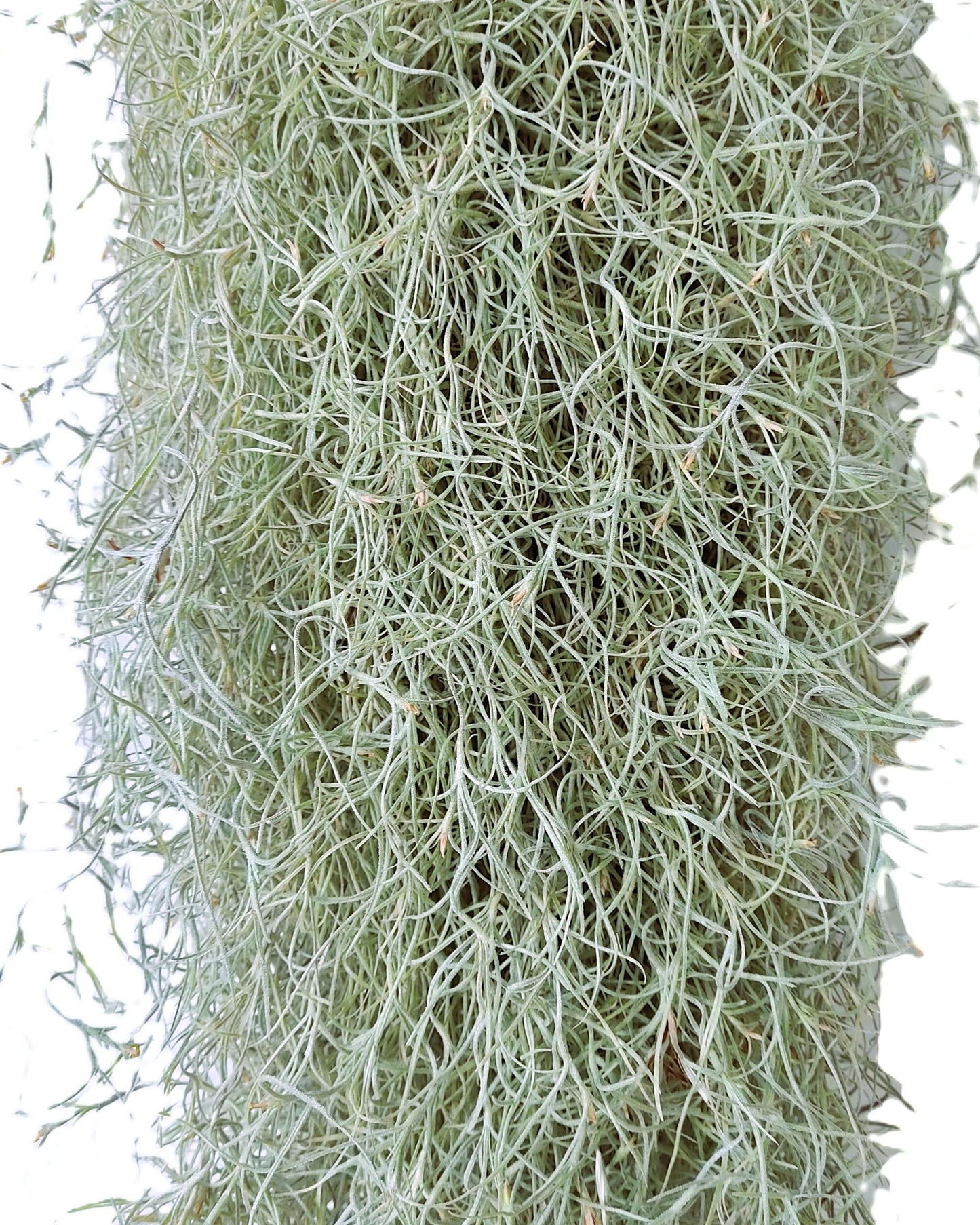 Tillandsia Usneoides Standard L (barba De Viejo [larga Y Ancha]); Pl. Aérea; Curiosarium; Largo 60-70 Cm; Diám. 15-20 Cm_0