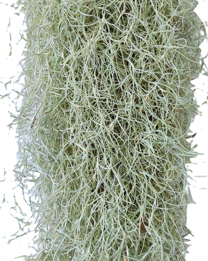 Tillandsia Usneoides Standard L (barba De Viejo [larga Y Ancha]); Pl. Aérea; Curiosarium; Largo 60-70 Cm; Diám. 15-20 Cm_0