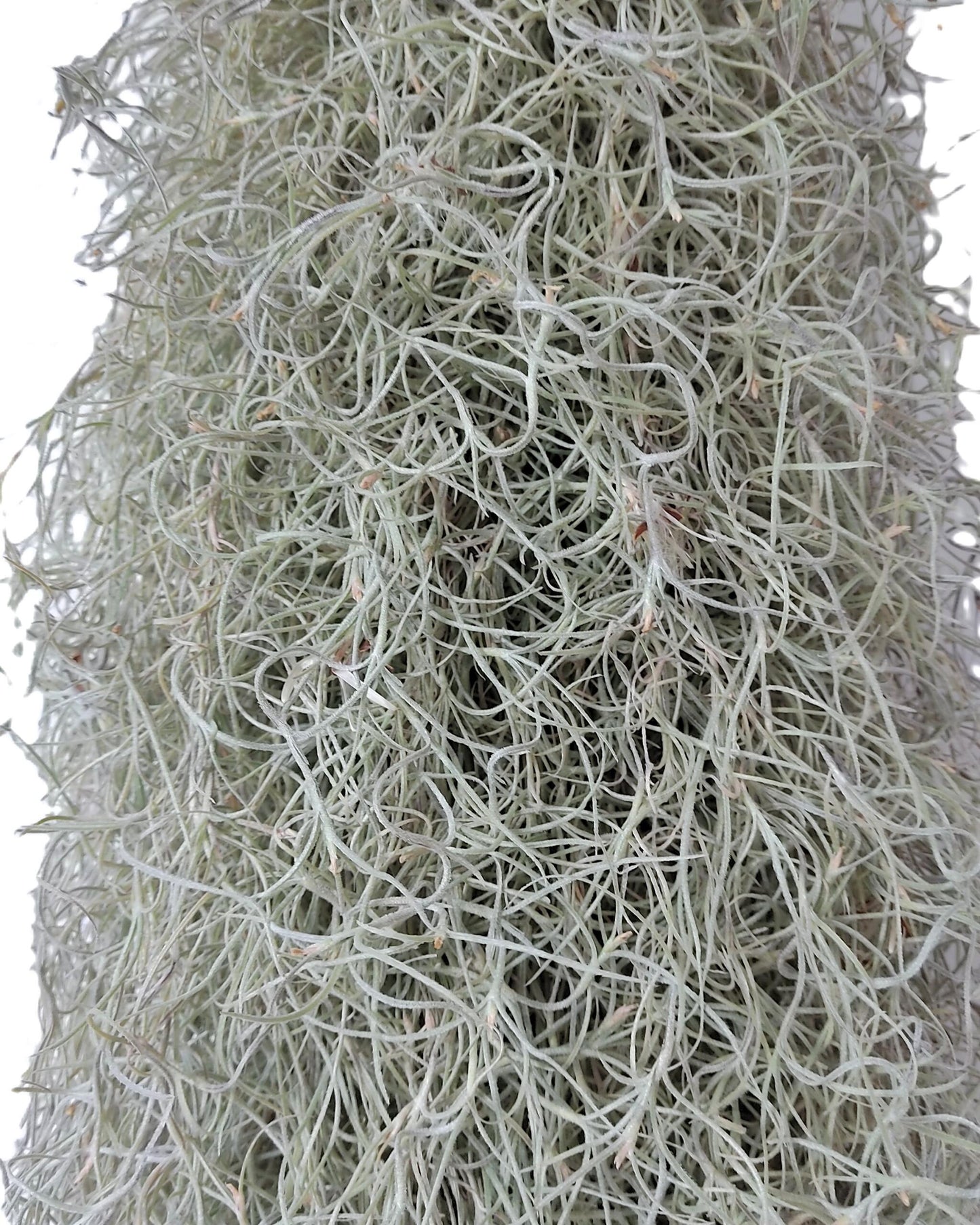 Tillandsia Usneoides Standard L (barba De Viejo [larga Y Ancha]); Pl. Aérea; Curiosarium; Largo 60-70 Cm; Diám. 15-20 Cm_2