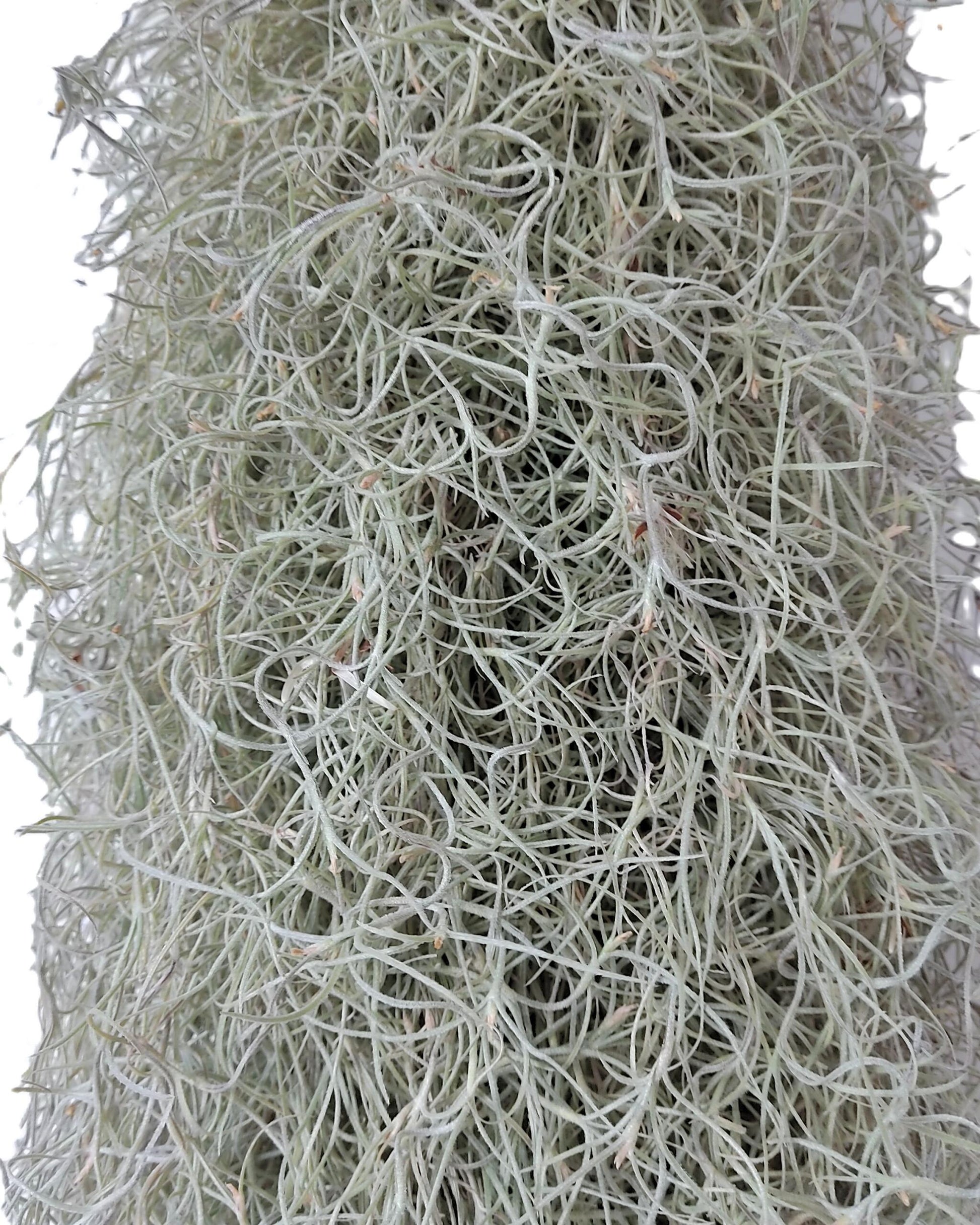 Tillandsia Usneoides Standard L (barba De Viejo [larga Y Ancha]); Pl. Aérea; Curiosarium; Largo 60-70 Cm; Diám. 15-20 Cm_2