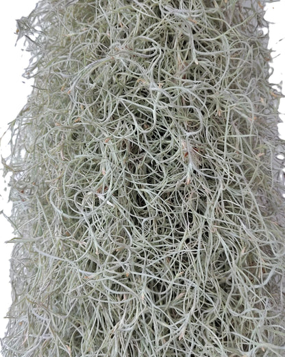 Tillandsia Usneoides Standard L (barba De Viejo [larga Y Ancha]); Pl. Aérea; Curiosarium; Largo 60-70 Cm; Diám. 15-20 Cm_2