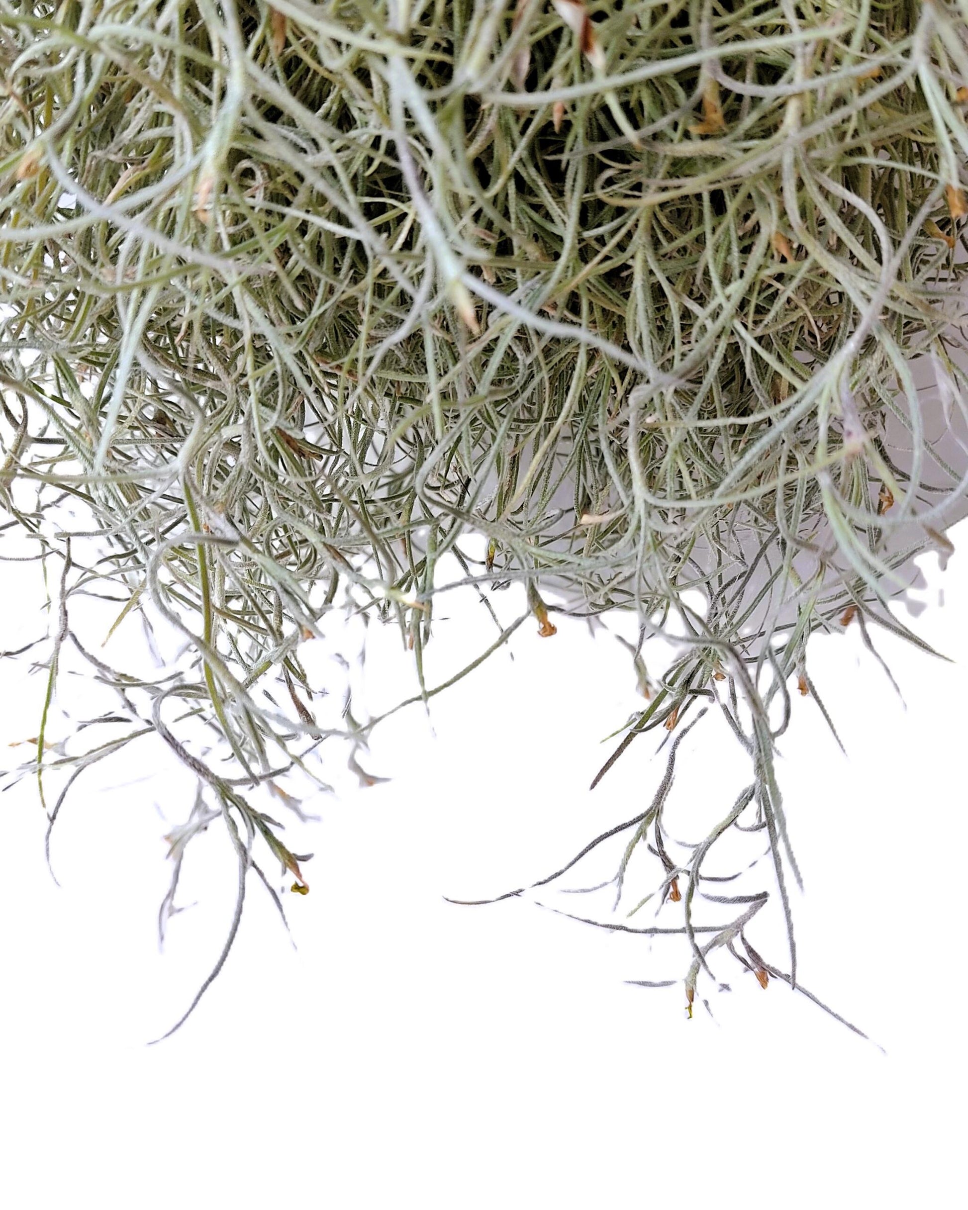 Tillandsia Usneoides Standard L (barba De Viejo [larga Y Ancha]); Pl. Aérea; Curiosarium; Largo 60-70 Cm; Diám. 15-20 Cm_4