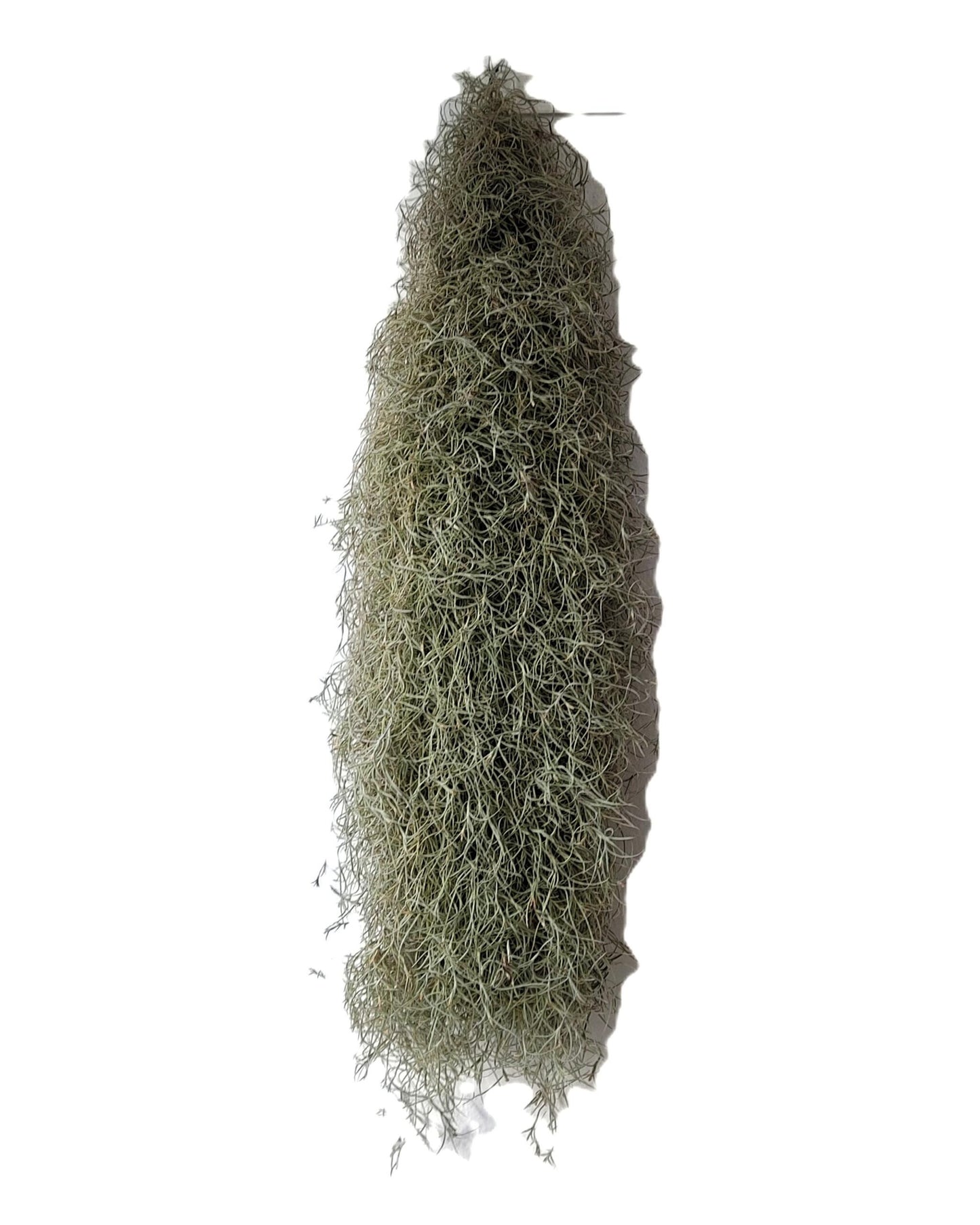 Tillandsia Usneoides Standard L (barba De Viejo [larga Y Ancha]); Pl. Aérea; Curiosarium; Largo 60-70 Cm; Diám. 15-20 Cm_3