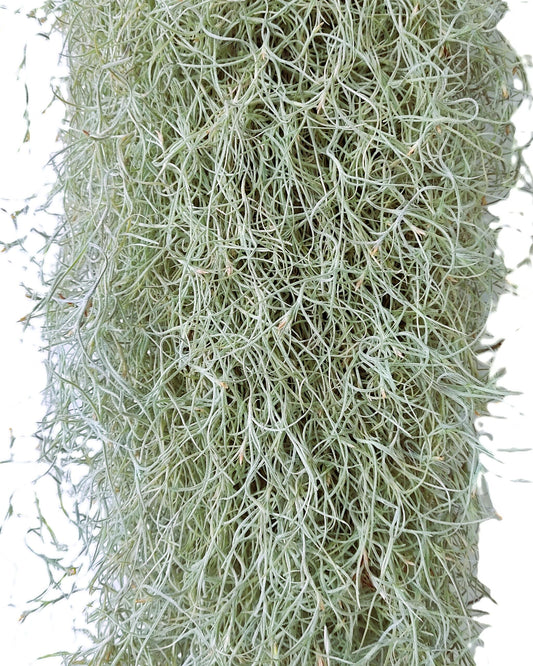 Tillandsia Usneoides Standard L (barba De Viejo [larga Y Ancha]); Pl. Aérea; Curiosarium; Largo 60-70 Cm; Diám. 15-20 Cm_0