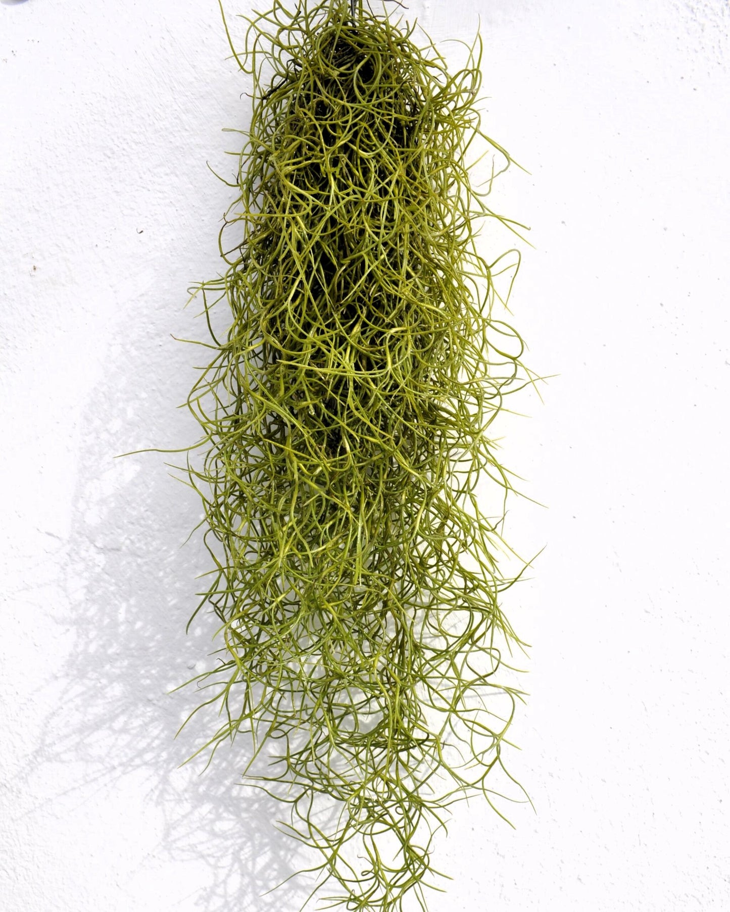 Tillandsia Usneoides Standard (barba De Viejo Mediana); Planta Del Aire Colgante, Tillandsia; Curiosarium; 50 Cm. Largo_0