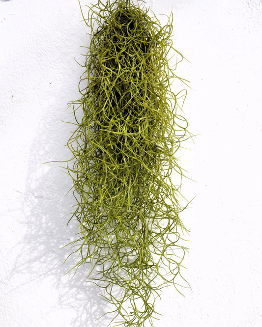 Tillandsia Usneoides Standard (barba De Viejo Mediana); Planta Del Aire Colgante, Tillandsia; Curiosarium; 50 Cm. Largo_0