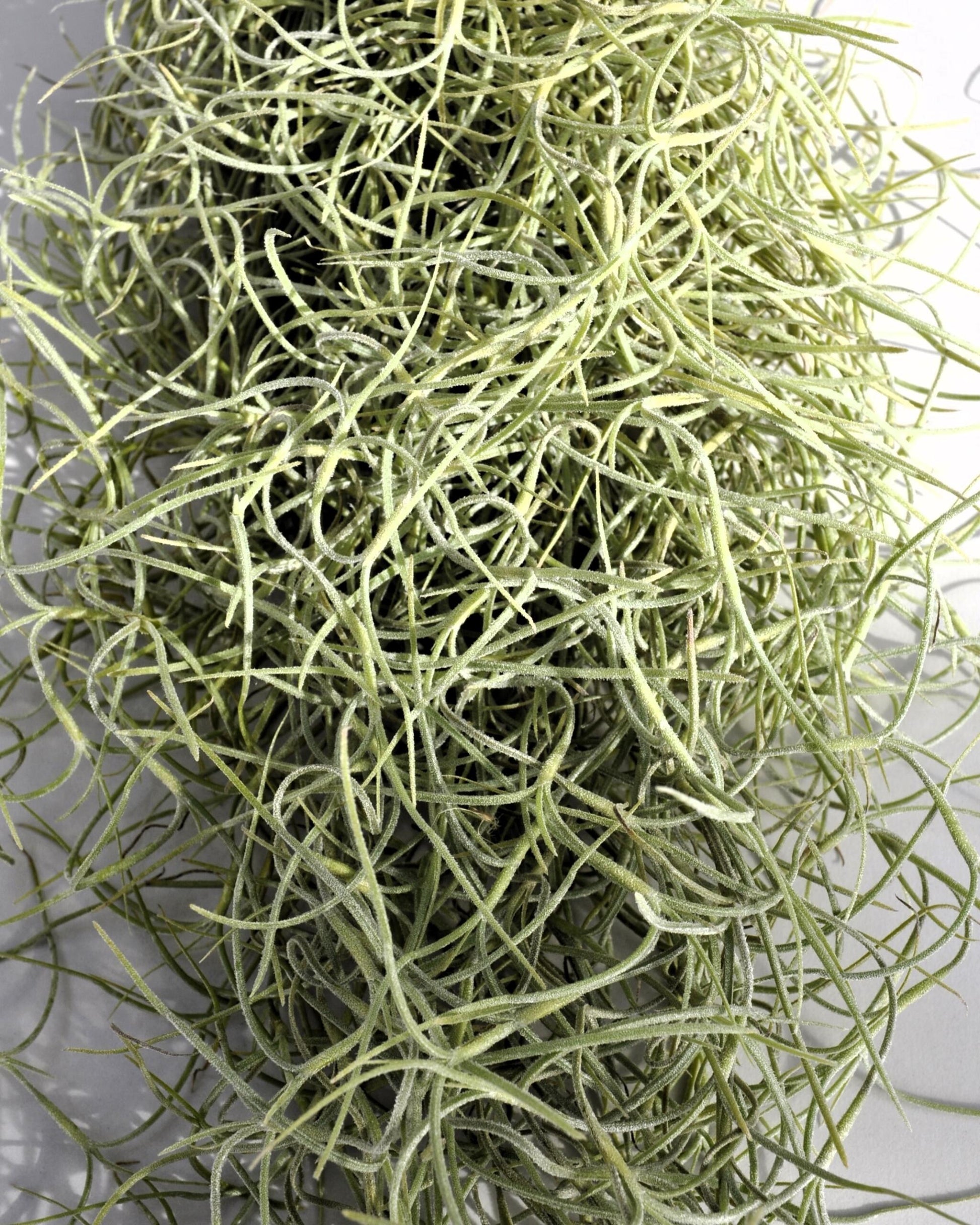 Tillandsia Usneoides Standard (barba De Viejo Mediana); Planta Del Aire Colgante, Tillandsia; Curiosarium; 50 Cm. Largo_3