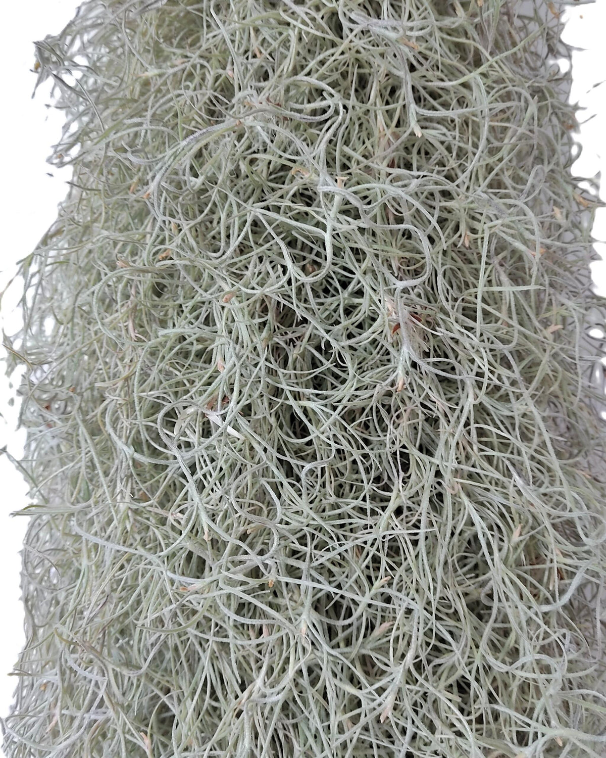 Tillandsia usneoides L (barba de viejo); planta del aire, larga y ancha; Curiosarium; Largo 60-70 Cm; Diám. 15-20 Cm_2