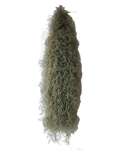 Tillandsia usneoides L (barba de viejo); planta del aire, larga y ancha; Curiosarium; Largo 60-70 Cm; Diám. 15-20 Cm_1