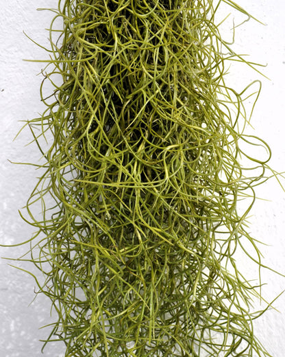 Tillandsia usneoides Standard (Barba de Viejo Mediana); Planta del Aire Colgante; Curiosarium; 50-60 cm Largo_1