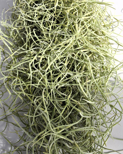 Tillandsia usneoides Standard (Barba de Viejo Mediana); Planta del Aire Colgante; Curiosarium; 50-60 cm Largo_3