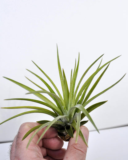 Tillandsia velutina; planta del aire, verde y gris aterciopelado; Curiosarium; altura 15 cm, diámetro 15-20 cm_2