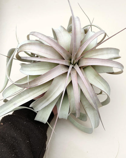 Tillandsia xerographica [M]; pie de gallo, planta del aire; Curiosarium; altura 20 cm, diámetro 25-30 cm_0