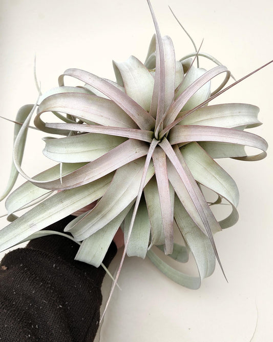Tillandsia xerographica [M]; pie de gallo, planta del aire; Curiosarium; altura 20 cm, diámetro 25-30 cm_0
