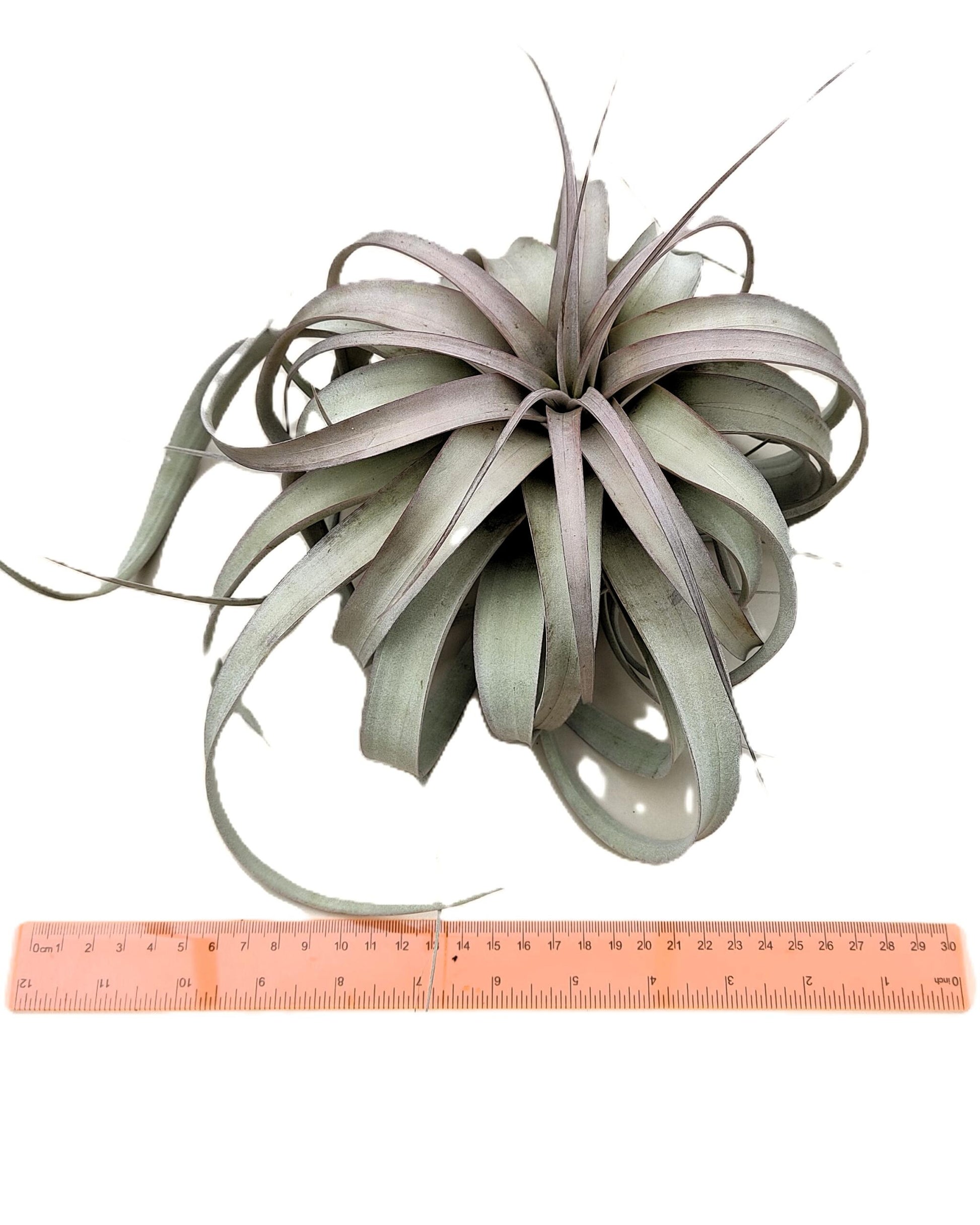 Tillandsia xerographica [M]; pie de gallo, planta del aire; Curiosarium; altura 20 cm, diámetro 25-30 cm_1