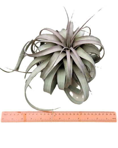 Tillandsia xerographica [M]; pie de gallo, planta del aire; Curiosarium; altura 20 cm, diámetro 25-30 cm_1