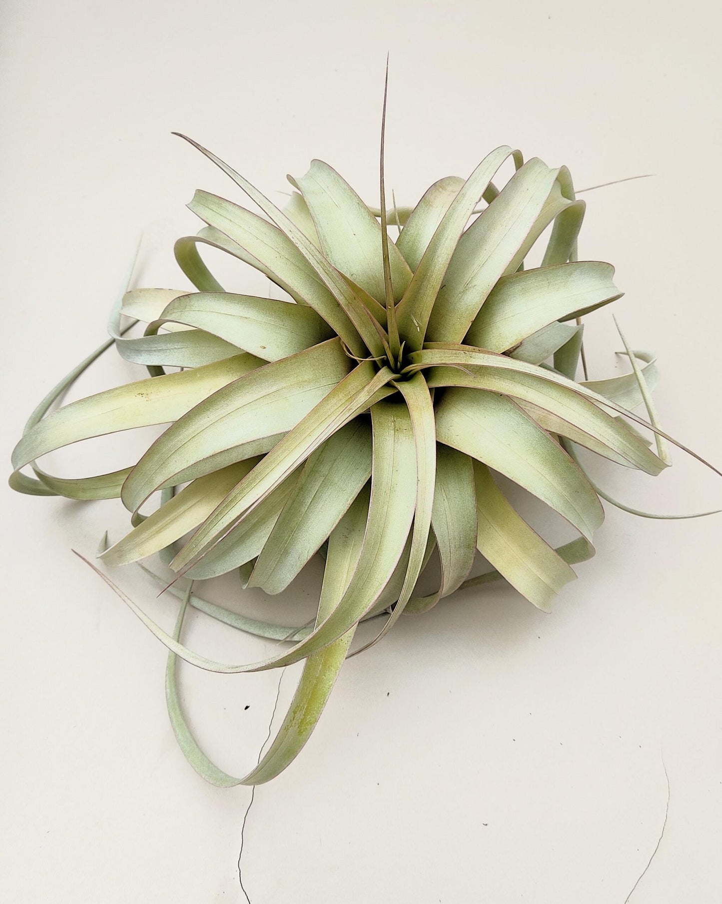 Tillandsia xerographica [M]; pie de gallo, planta del aire; Curiosarium; altura 20 cm, diámetro 25-30 cm_2