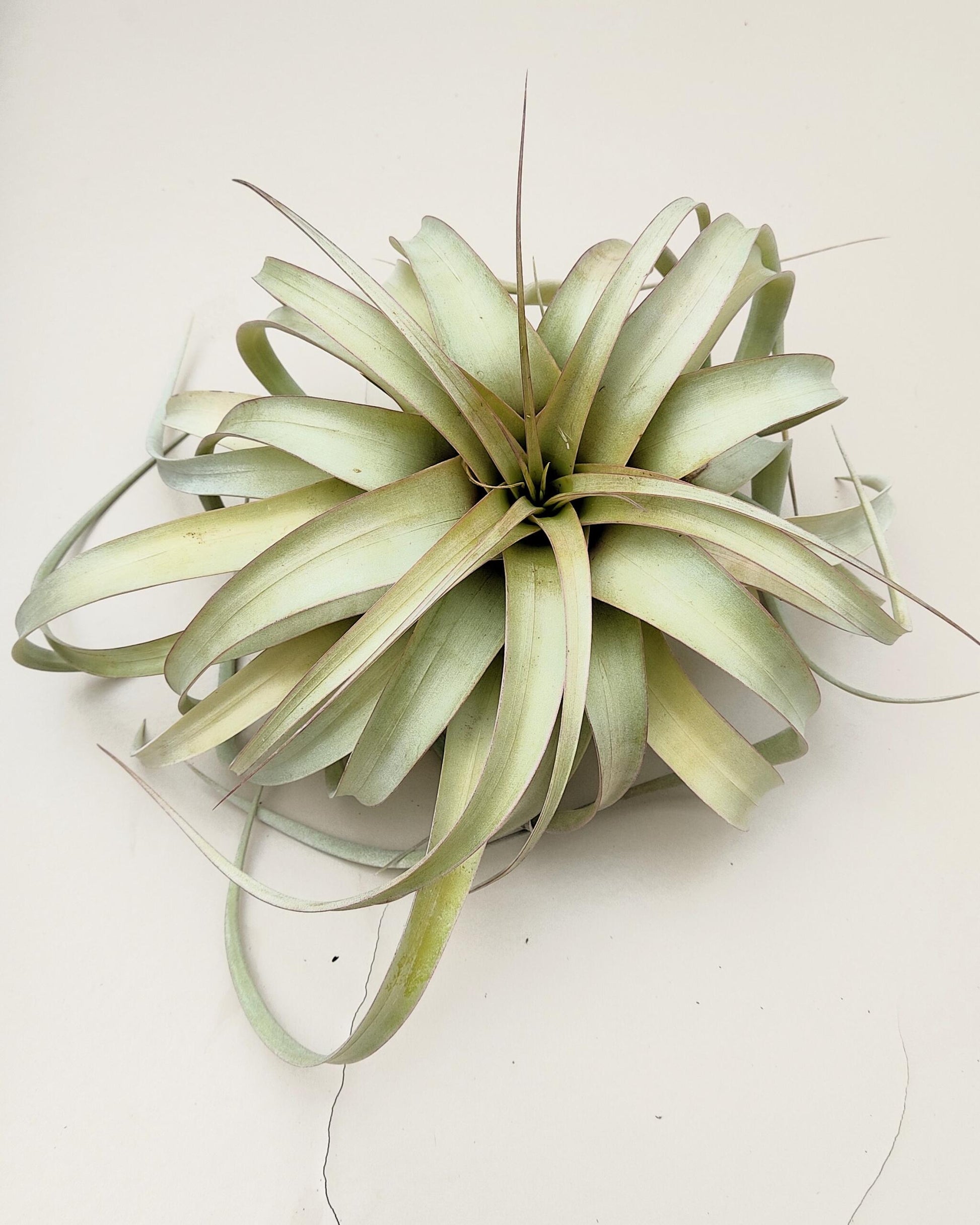 Tillandsia xerographica [M]; pie de gallo, planta del aire; Curiosarium; altura 20 cm, diámetro 25-30 cm_2