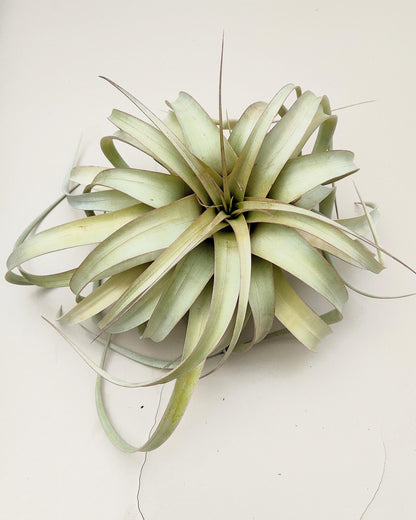 Tillandsia xerographica [M]; pie de gallo, planta del aire; Curiosarium; altura 20 cm, diámetro 25-30 cm_2