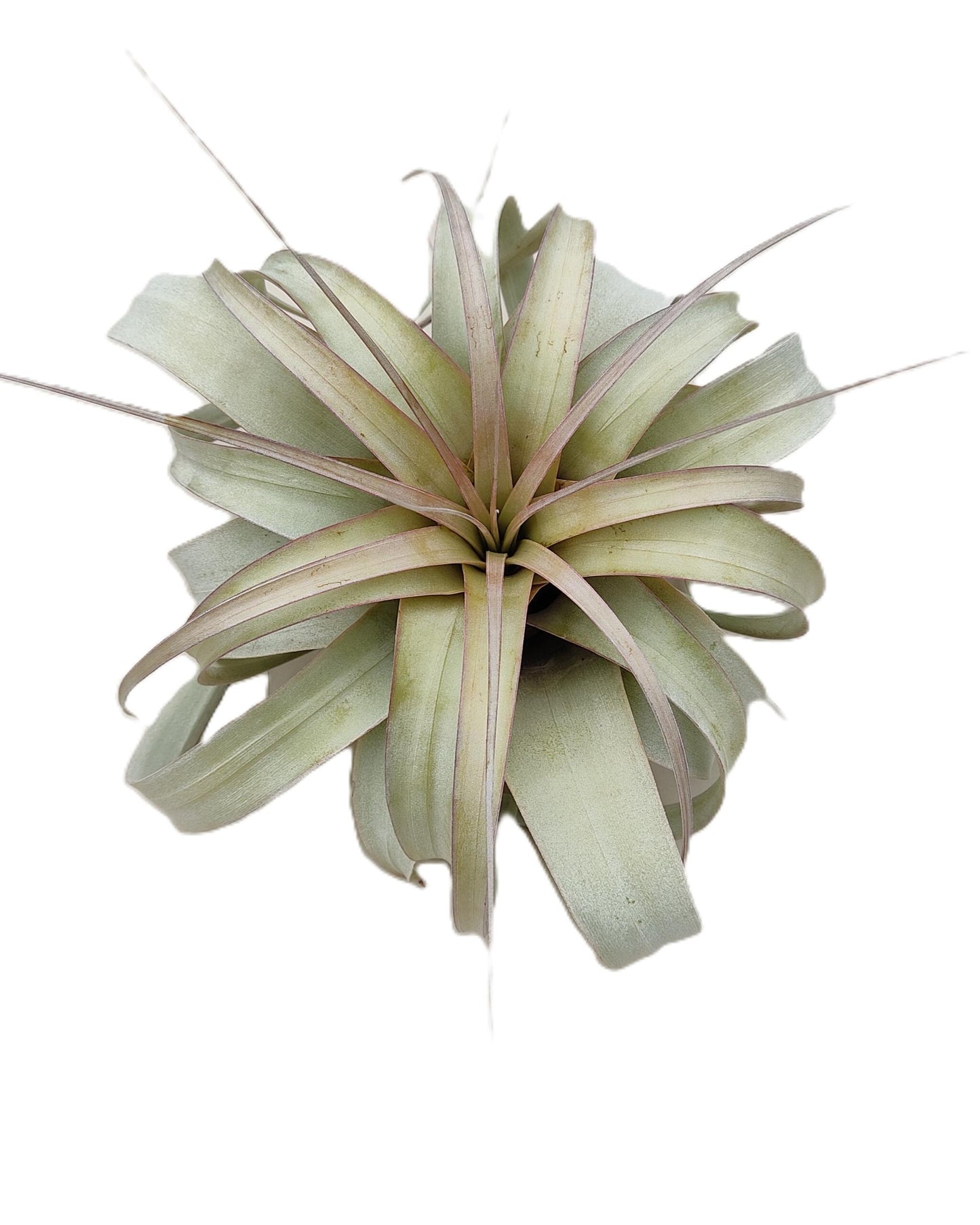 Tillandsia xerographica [M]; pie de gallo, planta del aire; Curiosarium; altura 20 cm, diámetro 25-30 cm_3