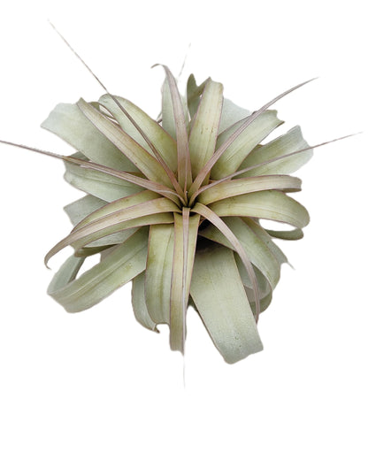 Tillandsia xerographica [M]; pie de gallo, planta del aire; Curiosarium; altura 20 cm, diámetro 25-30 cm_3