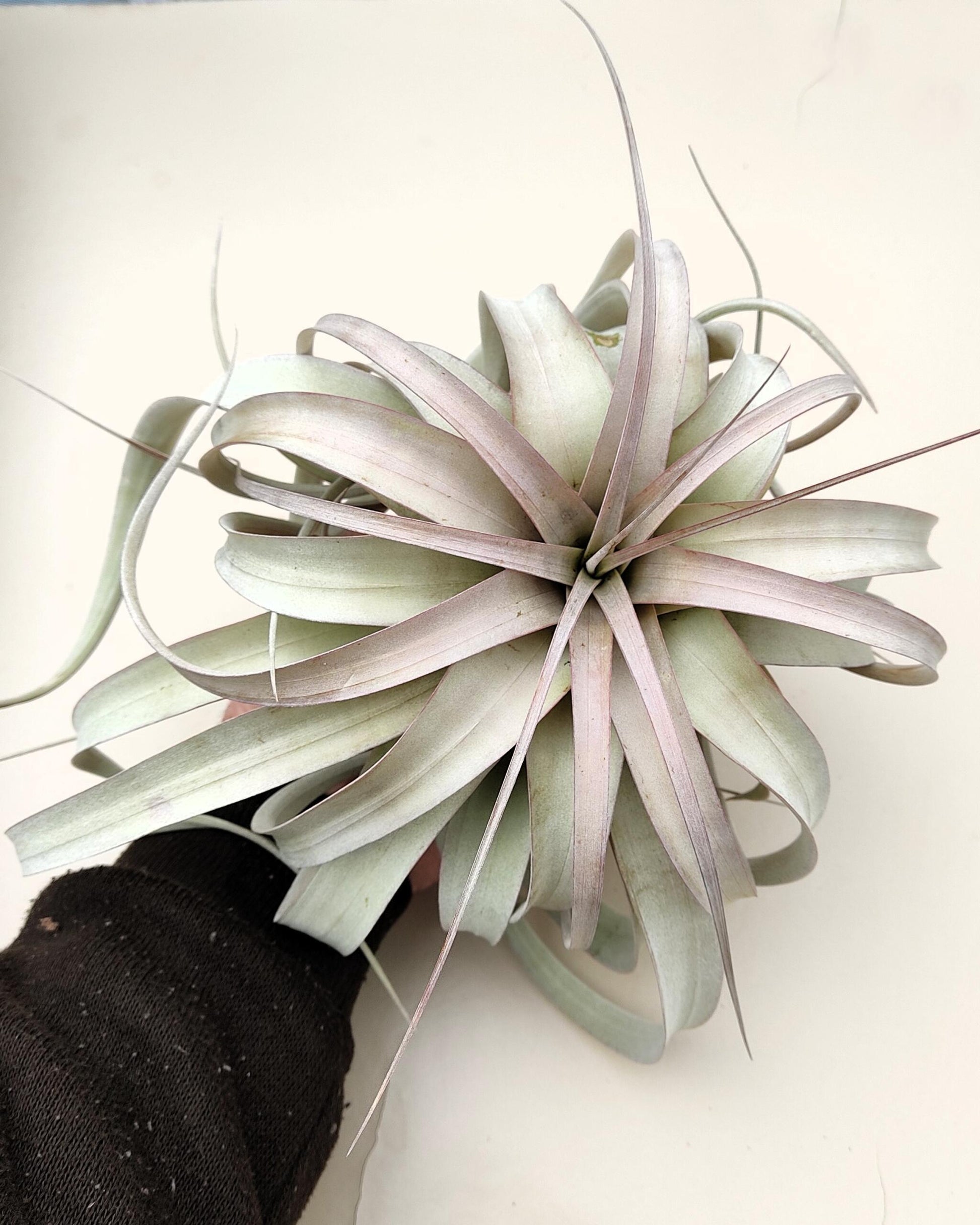 Tillandsia xerographica [M]; pie de gallo, planta del aire; Curiosarium; altura 20 cm, diámetro 25-30 cm_4