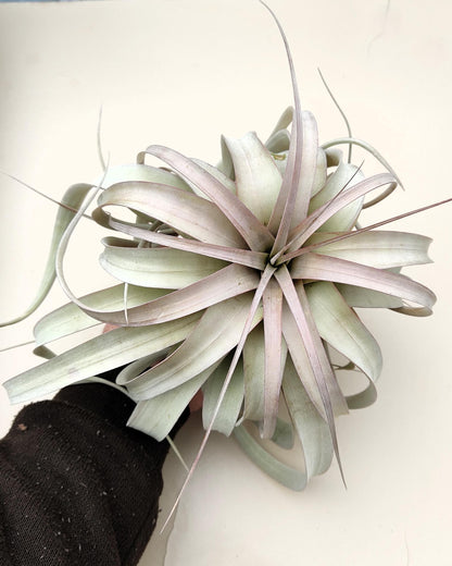 Tillandsia xerographica [M]; pie de gallo, planta del aire; Curiosarium; altura 20 cm, diámetro 25-30 cm_4