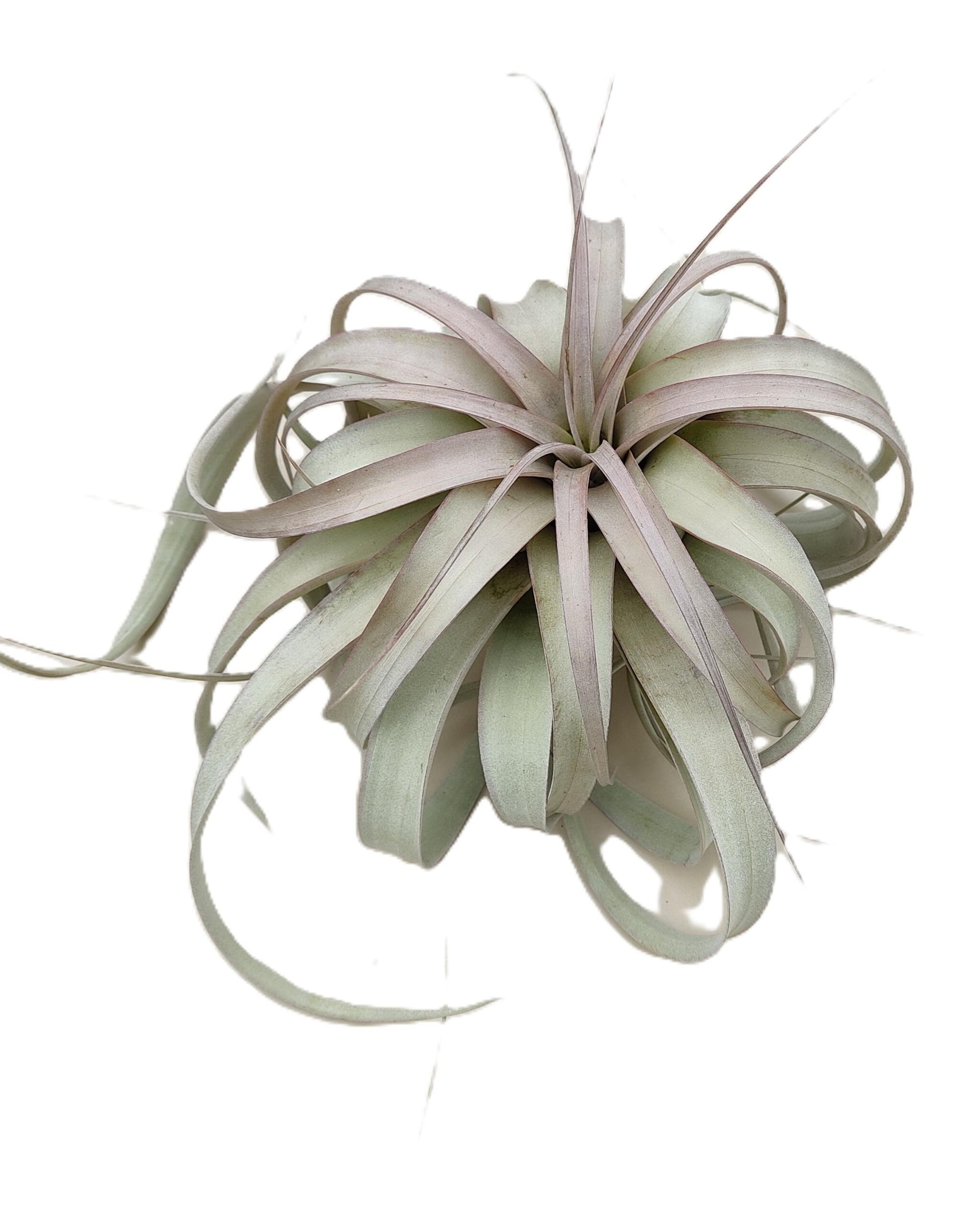 Tillandsia xerographica [M]; pie de gallo, planta del aire; Curiosarium; altura 20 cm, diámetro 25-30 cm_5
