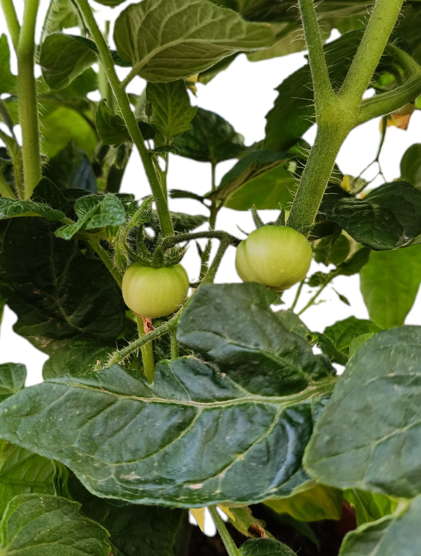 Tomate M17_1