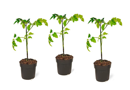 Tomatera - 3 Pzs - Lycopersicon 'heartbreaker' - Altura 20-30cm - ⌀105cm_0
