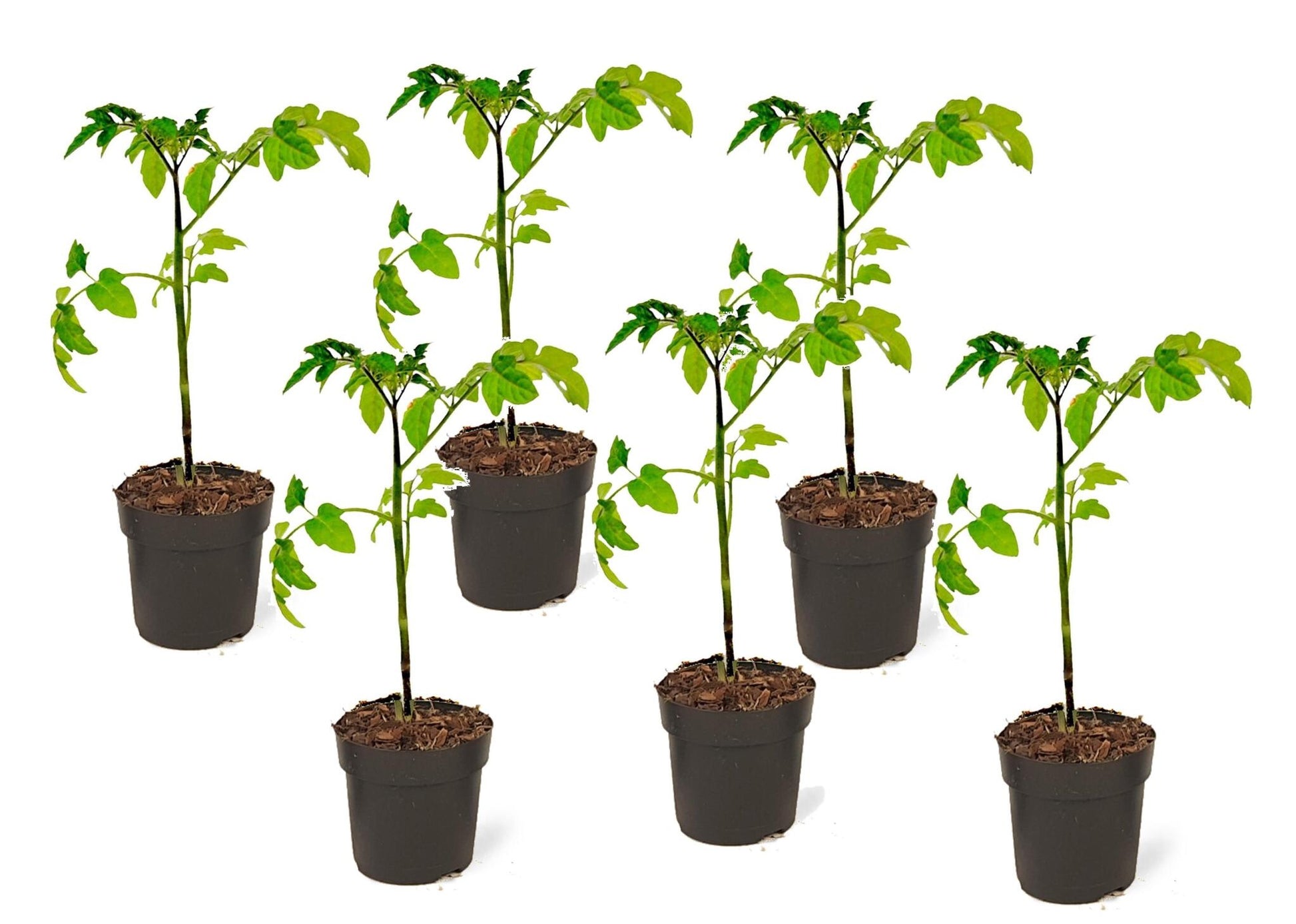 Tomatera - 6 Pzs - Lycopersicon 'heartbreaker' - Altura 20-30cm - ⌀105cm_0